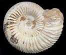 Perisphinctes Ammonite Fossil In Display Case #40018-1